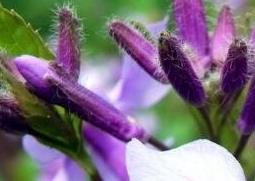 紫色兰草花如何养殖（紫色的兰花怎么养）