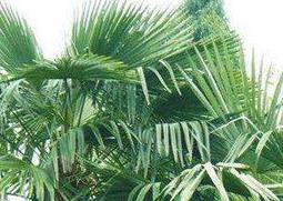 棕榈树如何养 棕榈树如何养护和管理