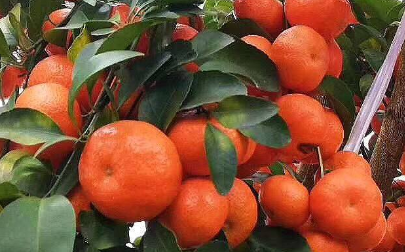 金秋砂糖橘这个品种怎样，好不好种 金秋砂糖橘好吃吗