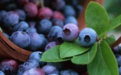 蓝莓花青素的功效与作用（蓝莓花青素的功效与作用及营养价值）