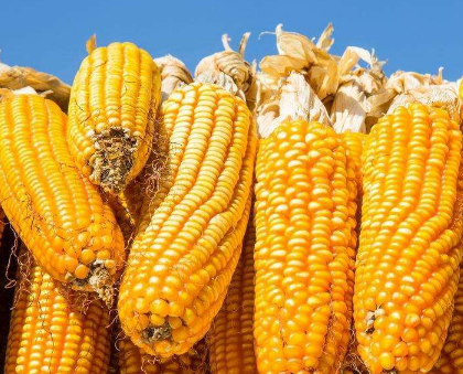 夏季玉米苗期管理要点，玉米好养吗，怎么养殖