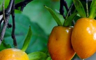 老鸦柿的功效与作用 老鸦柿的功效和营养