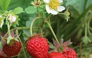 草莓怎么种植 草莓怎么种植方法