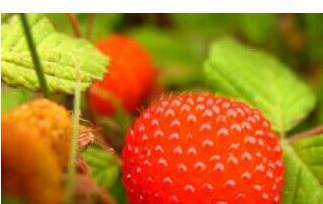 山莓的功效与作用（山莓的功效与作用 山莓和覆盆子的区别）