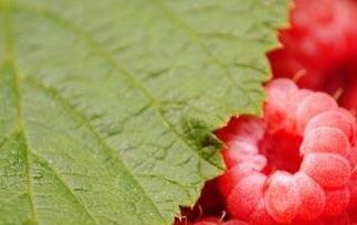 红树梅和覆盆子的区别（红树梅和覆盆子的区别图片）