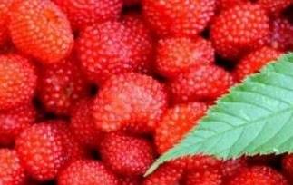野草莓怎么吃 野草莓怎么吃好吃