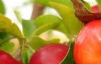 针叶樱桃的功效与作用 修正针叶樱桃的功效与作用