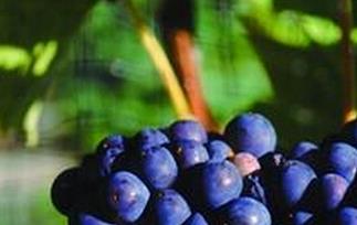 野生蓝莓酿的酒对人身体有什么好处（野生蓝莓酿的酒对人身体有什么好处吗）