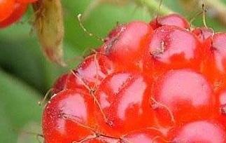红树果怎么吃 红树果怎么吃最有营养