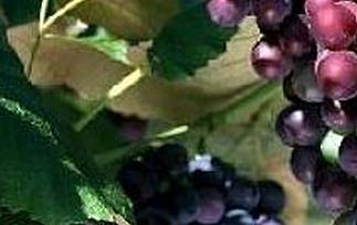 催熟的葡萄有什么特征 催熟的葡萄有什么特征和作用