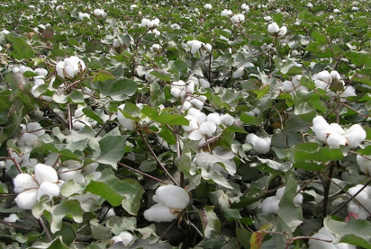 棉花种植技术，棉花如何高产管理（棉花怎样管理才能高产）