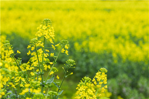 2021种油菜花有补贴吗 2020年油菜补贴最新消息