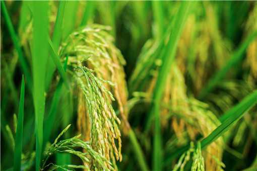 2021年高产水稻前十名的品种有哪些 2021年最好的水稻品种