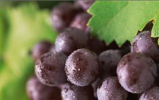 紫葡萄营养价值和保健作用 紫葡萄的营养价值和功效与作用
