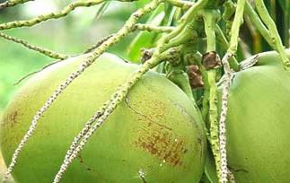 椰子的产地/生长环境和品种（椰子主要生长在哪些地区）
