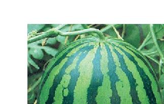 西瓜食疗作用和西瓜菜肴（西瓜食疗作用和西瓜菜肴作用区别）