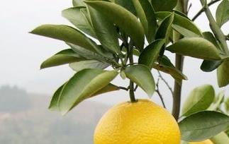 柚子营养价值和柚子减肥方法 柚子营养价值和柚子减肥方法有区别吗