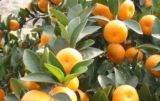 蜜橘的营养价值和蜜橘的药用价值 蜜橘的营养价值和蜜橘的药用价值一样吗