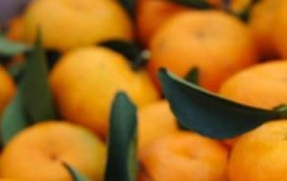 蜜橘做法指导 蜜橘的做法
