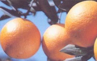 甜橙简介 甜橙又叫什么