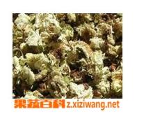 分心木的功效与作用 分心木的功效与作用及禁忌是什么