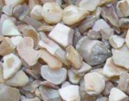珍珠蚌壳的功效与作用及药用价值 珍珠蚌壳的功效与作用及药用价值