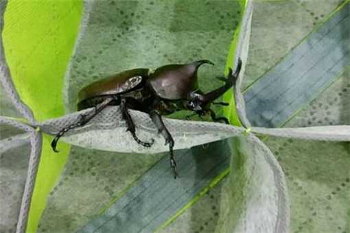 甲虫之王“独角仙”怎么养 甲壳虫昆虫独角仙