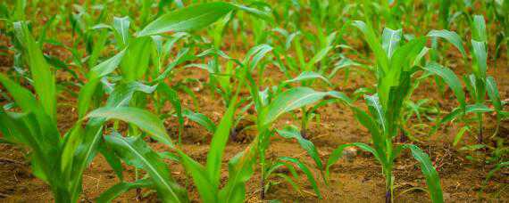 种植玉米怎样施肥最科学 种植玉米如何施肥
