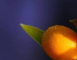 金橘根的功效与作用 金橘根的功效与作用及禁忌
