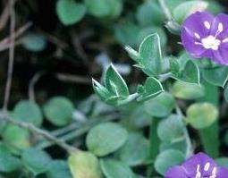 银花草药材有什么功效和药用价值（银花草药材有什么功效和药用价值图片）