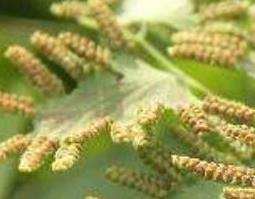 海金沙草的功效与作用 海金沙草的功效与作用及禁忌