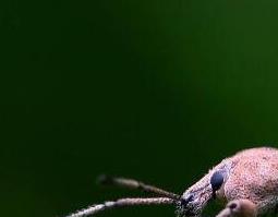 象甲虫的功效与作用 象甲虫用什么药效果好