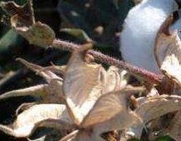中药棉壳的作用是什么 中药棉壳的作用是什么呢