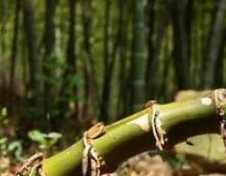 竹子根的功效与作用 竹子根的功效与作用地黄根