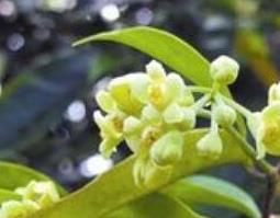莞香树花的功效和作用 莞香树花的功效和作用及禁忌