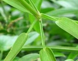 茜草加红花的功效与作用（茜草加红花的功效与作用及禁忌）