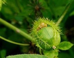 龙珠的药用价值与功效作用 龙珠的药用价值与功效作用图片