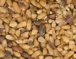 柏籽的功效与作用及禁忌 柏籽的功效与作用及禁忌