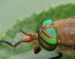 中药虻虫的功效与作用及药用价值 中药虻虫的功效与作用及药用价值图片