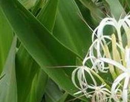 文殊兰的花和根怎样治病