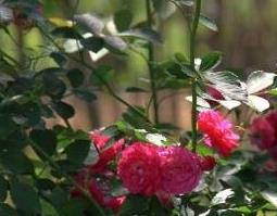 野蔷薇的药用价值和药用功效（野蔷薇的药用价值和药用功效与作用）