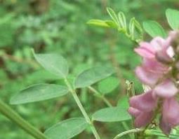 马棘花的药用价值与功效（马棘根的药用价质）