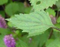 香薷草的药用价值 香芧草的药用功效与作用