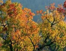 乌桕树图片（秋天的乌桕树图片）