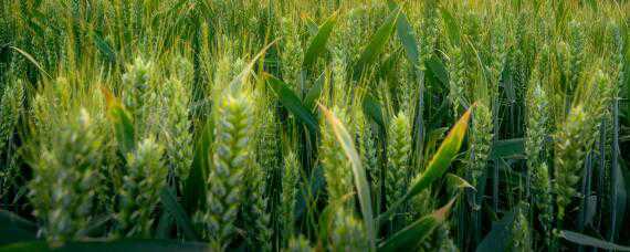 华成865小麦种的特征 华成865小麦品种多少钱一斤