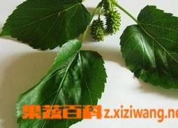 桑叶的食用方法和功效作用 桑叶的食用方法和功效作用图片