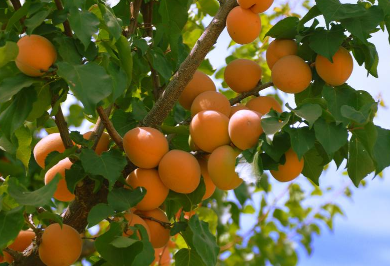 杏子栽培技术，杏子怎么种植好（杏子栽培技术,杏子怎么种植好看）