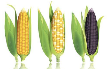 玉米生长中后期如何管理，玉米养殖需要注意什么