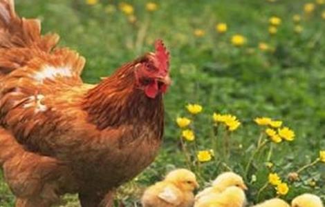 秋冬季如何管理散养鸡 冬天散养肉鸡要注意什么