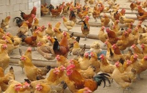 养鸡场如何防治禽流感（养鸡场如何防治禽流感疫苗）